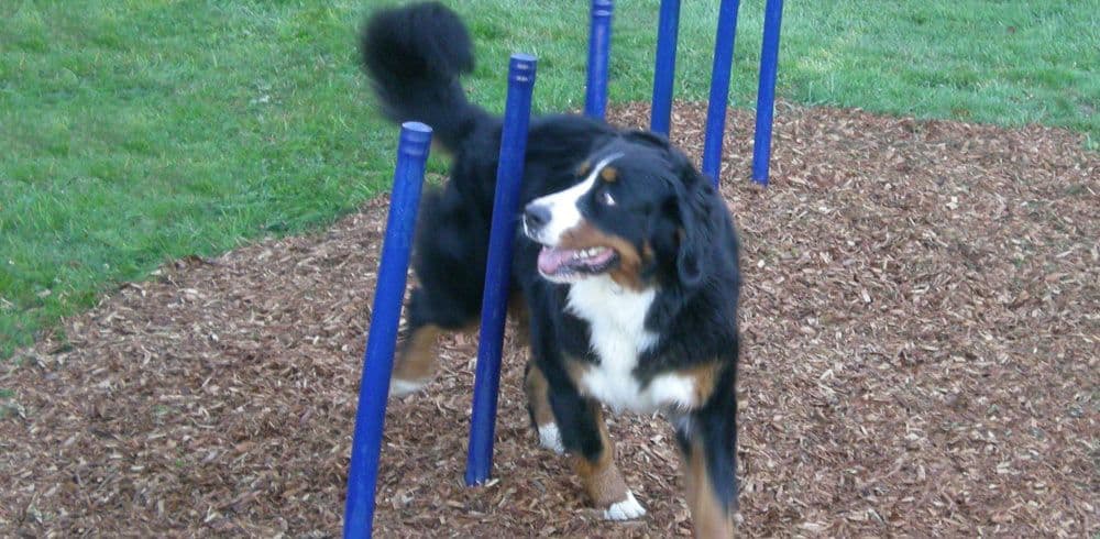 dog play equipment for sale