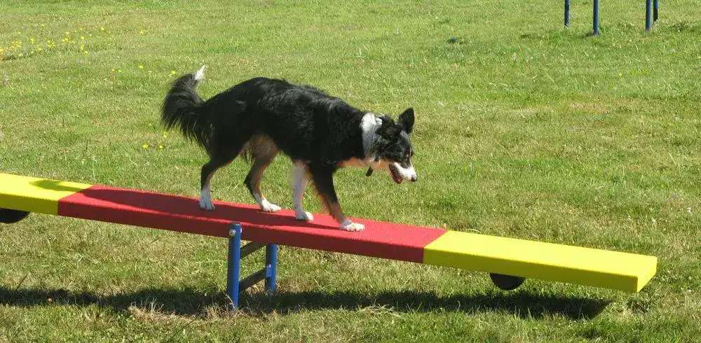 Agility Obstacles Dog Park Equipment