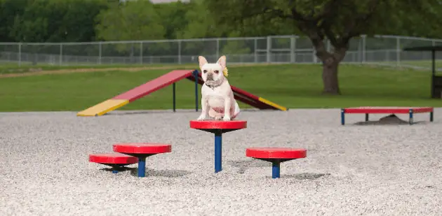 Canine Courtyard