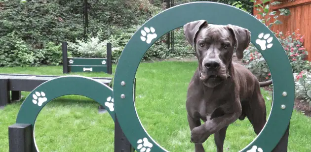 Eco-Friendly Dog Park Equipment