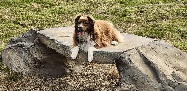 Natural Dog Park Equipment