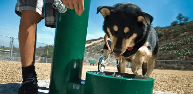 Dog Water Fountain